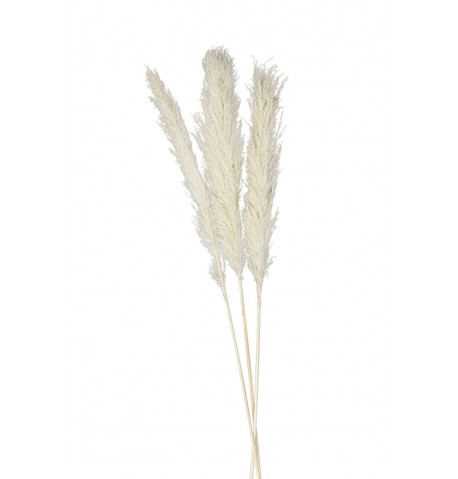 6 TIGES HERBE DE PAMPA NATURELLE 75CM